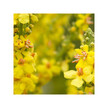 Фото використання Herb Pharm, Organic Mullein Blend, Лист коров'яку, 120 мл