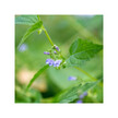 Фото використання Nervous System Tonic Фото використання Herb Pharm, Nervous System Tonic, Підтримка стресу, 120 мл