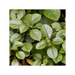 Фото використання Herb Pharm, Organic Coleus Forskohlii, Форсколін, 30 мл