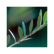 Фото використання Blood Pressure Support Фото використання Herb Pharm, Blood Pressure Support, Кардіо комплекс, 120 мл