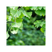 Фото використання Organic Brain & Memory Фото використання Herb Pharm, Organic Brain & Memory, Підтримка мозку, 120 мл