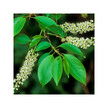 Фото використання Herb Pharm, Organic Wild Cherry, Підтримка органів дихання, 30 мл