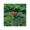 Фото применение Organic American Ginseng Фото применение Herb Pharm, Женьшень, Organic American Ginseng, 30 мл