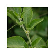 Фото використання Good Mood Фото використання Herb Pharm, Good Mood, Звіробій, 120 мл