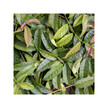 Фото використання Herb Pharm, Organic Guayusa, Трави, 60 капсул
