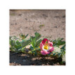 Фото применение Devil's Claw Фото применение Herb Pharm, Коготь дьявола, Devil's Claw, 30 мл