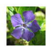 Фото використання Herb Pharm, Organic Periwinkle, Трави, 30 мл
