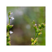 Фото використання Muscle Calmer Фото використання Herb Pharm, Muscle Calmer, Трави, 30 мл