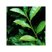 Фото применение Organic Green Tea Фото применение Herb Pharm, Органический Зеленый Чай, Organic Green Tea, 30 мл