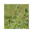 Фото використання Organic Catnip Фото використання Herb Pharm, Organic Catnip, Трави, 30 мл