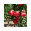 Фото використання Herb Pharm, Organic Pomegranate, Гранат, 60 капсул