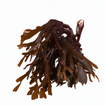 Бурые водоросли