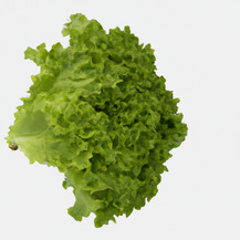 Латук (Lactuca)