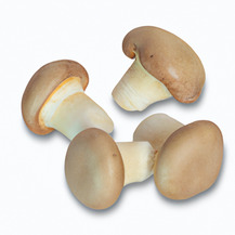 Гриби Месіма