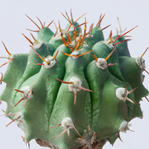 Кактус грандіфлорус