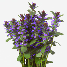 Что такое Живучка туркестанская, где купить? Что такое Живучка туркестанская, где купить?