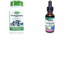 Корінь Гортензії