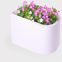 Зірочник середній