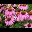 Відео огляд на Nature's Way, Echinacea Purpurea Herb 1200 mg, Ехінацея, 100