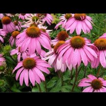 Nature's Way, Echinacea Purpurea Herb 1200 mg