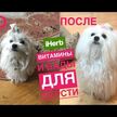 Відео огляд на Pets Omega-3 Support for Dogs/Cats Great Fish Flavor, Омега 3, 18