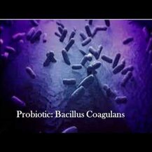 Solaray, Bacillus Coagulans 5 Billion