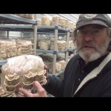 Host Defense Mushrooms, Turkey Tail