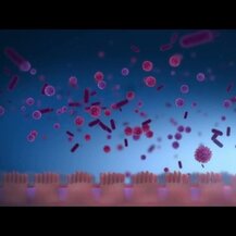 Custom Probiotics, L. Rhamnosus Probiotic Powder