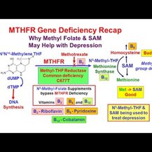 Zahler, Methyl Folate