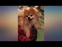 Rx Vitamins, Liquid Hepato for Pets Chicken Flavor, Розторопша...