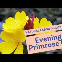 Source Naturals, Evening Primrose Oil 1350 mg