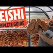 Видео обзор на Host Defense Mushrooms, Грибы Рейши, Reishi, 60 капсул