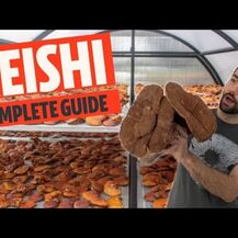 Host Defense Mushrooms, Грибы Рейши, Reishi, 60 капсул