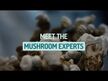 Видео обзор на Грибы, Master Blend Mushroom Gummies Mixed Berry Flavored, 56 таб