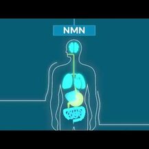 ProHealth Longevity, Никотинамид мононуклеотид, NMN Pro 500, 3...