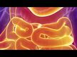 Видео обзор на Nutritional Frontiers, Пробиотики, ProBio-3, 90 капсул