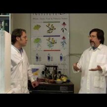 Eclectic Herb, Freeze Dried Fresh Feverfew 125 mg