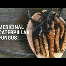 Dragon Herbs, Cordyceps 500 mg