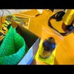Відео огляд на Liquid Norwegian Cod Liver Oil, Омега-3 з печінки тріски, 480 мл