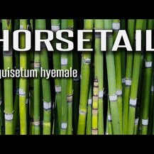 Eclectic Herb, Horsetail