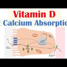 T-RQ, Adult Gummy Calcium + Vitamin D Strawberry Orange Cherry