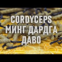 Nature's Way, Cordyceps 1000 mg