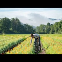 Gaia Herbs, Plant Force Liquid Iron