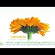 Відео огляд на Weleda, Baby Body Lotion Calendula, Лосьон для тіла, 200 мл