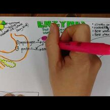 Enzymedica, Digest Complete Enzyme Formula