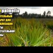 Видео обзор на Doctor's Best, Со Пальметто, Saw Palmetto, 180 капсул
