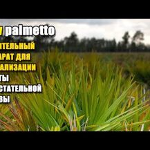 Doctor's Best, Со Пальметто, Saw Palmetto, 180 капсул