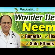 Nature's Answer, Mullein Leaf 500 mg