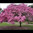 Відео огляд на Nature's Way, Pau d'Arco Inner Bark 545 mg, Пау Д'