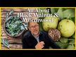 Відео огляд на Black Walnut and Wormwood Fluid Extract Alcohol Free, Чорний Горі